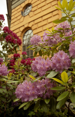 Picture of flowers